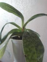 Лот: 1616162. Фото: 2. Орхидея Венерин башмачок-Пафиопедилум... Комнатные растения и уход