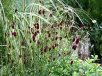 Лот: 9907837. Фото: 4. Кровохлебка лекарственная (Sanguisorba... Красноярск