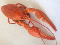 Лот: 4548681. Фото: 5. Раки живые, свежие!!!!