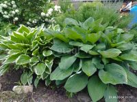 Лот: 25288714. Фото: 6. 1-комн. дача , деревня Вечерницы...