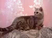 Лот: 3445066. Фото: 3. Шотландские котята Питомник "Мурлыка... Растения и животные
