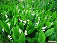 Лот: 2834203. Фото: 2. ландыши садовые. Семена, рассада, садовые растения