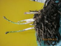 Лот: 13696768. Фото: 3. спаржа №12. Для дачи, дома, огорода, бани, парка