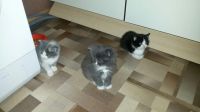 Лот: 8473903. Фото: 3. Котя, кошечка, котенок. Растения и животные