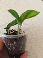 Лот: 21035169. Фото: 3. Эпипремнум "Глобал Грин". Растения и животные