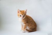 Лот: 12743918. Фото: 3. Котята. Растения и животные