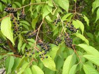 Лот: 5456689. Фото: 2. Саженцы Черёмуха Маака (лат. Prunus... Семена, рассада, садовые растения