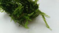 Лот: 7319114. Фото: 2. Мох Баббл. Bubble Moss (Plerogyra... Аквариумистика