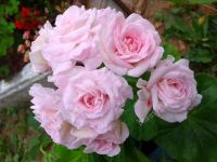 Лот: 5297742. Фото: 3. Плющелистная пеларгония "Chiffon... Растения и животные