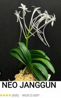 Лот: 22826749. Фото: 2. Орхидеи - neofinetia falcata. Комнатные растения и уход