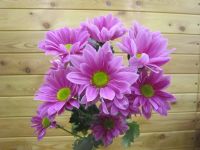 Лот: 7279674. Фото: 5. Внимание Акция!! Хризантема кустовая...