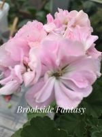 Лот: 12044347. Фото: 2. Пеларгония Brookside Fantasy. Комнатные растения и уход