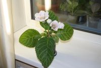 Лот: 4336192. Фото: 3. Глоксиния белая с черными точками. Растения и животные