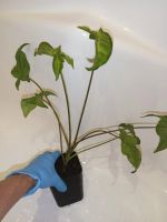 Лот: 25882845. Фото: 2. Сингониум растение срелнего размера. Комнатные растения и уход