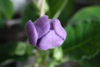 Лот: 4260948. Фото: 3. Глоксиния фиолетовая простая 2... Растения и животные