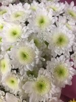 Лот: 9539551. Фото: 3. Упаковка хризантем кустовых 5... Растения и животные