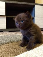 Лот: 4915417. Фото: 2. Британский котенок шоколадного... Животные и уход