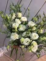 Лот: 9827057. Фото: 2. Букет из 15 эутом. Комнатные растения и уход