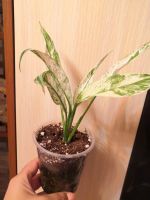 Лот: 17782489. Фото: 2. Спатифиллум Нью Ван. Комнатные растения и уход