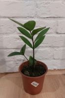 Лот: 20680679. Фото: 3. Замиокулькас. Молодой. Растения и животные