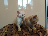 Лот: 12484356. Фото: 3. Котята породы девон-рекс. Растения и животные