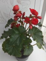 Лот: 16061048. Фото: 2. Бегония Элатиор Vermillion Red. Комнатные растения и уход
