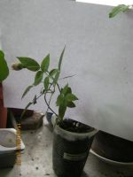 Лот: 5759839. Фото: 2. роза комнатная саженец№5. Комнатные растения и уход