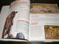 Лот: 6844240. Фото: 2. Детская энциклопедия. Детеныши... Детям и родителям