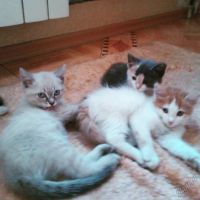 Лот: 5844253. Фото: 3. Отдам котят в хорошие руки. Растения и животные