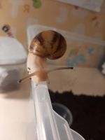 Лот: 18173386. Фото: 4. Улитки. Красноярск