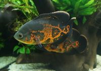 Лот: 16386936. Фото: 2. Астронотус тигровый (Astronotus... Аквариумистика
