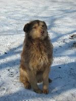 Лот: 5514354. Фото: 2. Милая, замечательная собачка). Животные и уход