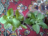 Лот: 3836777. Фото: 2. Петунья рассада и рассада Анютины... Семена, рассада, садовые растения