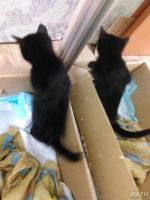 Лот: 8278665. Фото: 3. Хороший котик для хороших людей. Растения и животные