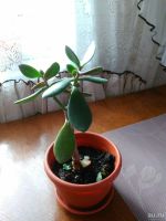 Лот: 13573875. Фото: 3. Денежное дерево. Растения и животные