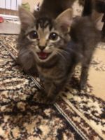 Лот: 14832510. Фото: 4. Котёнок симпатяжка. Красноярск