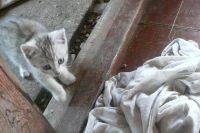 Лот: 2969405. Фото: 4. СРОЧНО отдам ОЧЕНЬ КРАСИВЫХ котят... Красноярск