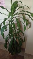 Лот: 18074522. Фото: 2. Драцена 180 см. Комнатные растения и уход
