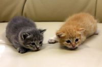 Лот: 3115504. Фото: 2. Котята в добрые руки - осталось... Животные и уход