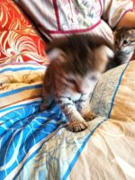 Лот: 19623534. Фото: 4. Котята. Красноярск