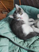 Лот: 25555563. Фото: 3. Котят. Растения и животные