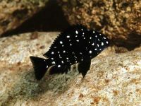 Лот: 16200051. Фото: 2. Трофеус Звезчатый (Tropheus duboisi... Аквариумистика