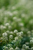 Лот: 8423238. Фото: 6. Nikon AF Nikkor 85mm 1:1.8