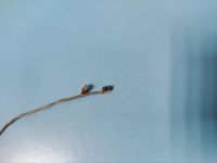 Лот: 16434566. Фото: 5. Б/У шлейф матрицы DD0NJSLC010...