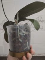 Лот: 25888981. Фото: 3. Орхидея фаленопсис, отцвела. Растения и животные