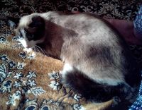 Лот: 13669023. Фото: 4. Котик 6 месяцев в добрые руки. Красноярск