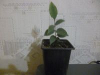 Лот: 10504511. Фото: 2. Лавр. Комнатные растения и уход