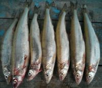 Лот: 5742837. Фото: 2. Корюшка Сахалинская. Продукты