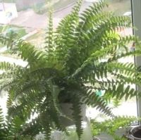 Лот: 16547888. Фото: 5. Нефролепис «Green Lady»