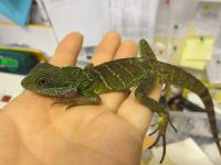 Лот: 3016881. Фото: 3. Водяная агама (Physignathus cocincinus... Растения и животные